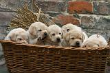 LABRADOR 1316